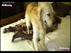 Stunning blond cougar with a licked pussy and a beast drilled in a filthy underwear